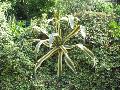 Variegated Century Plant / Agave americana 